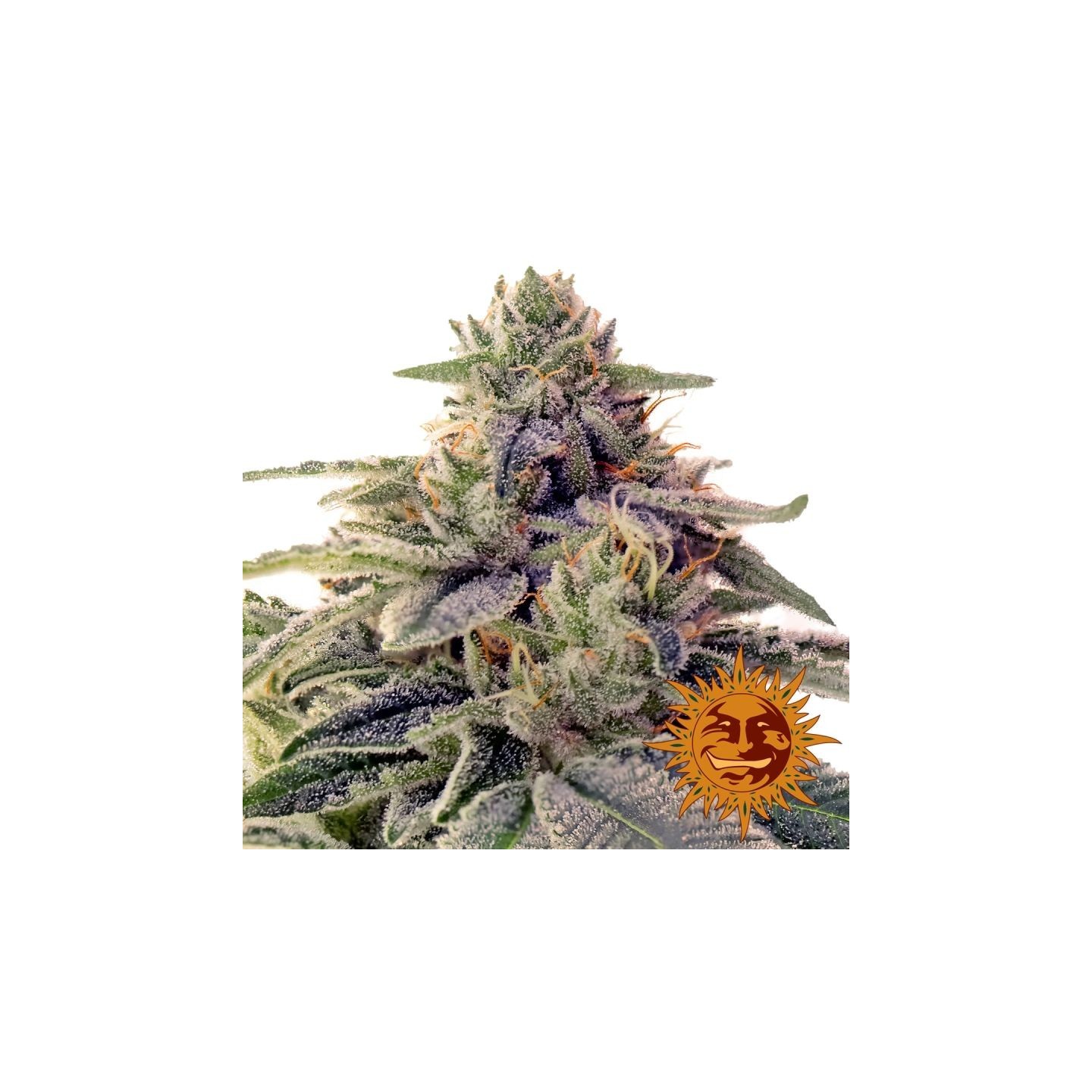 Shiskaberry Feminizada de Barney's Farm