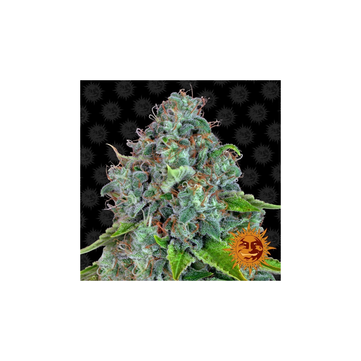Strawberry Lemonade Feminizada de Barney's Farm