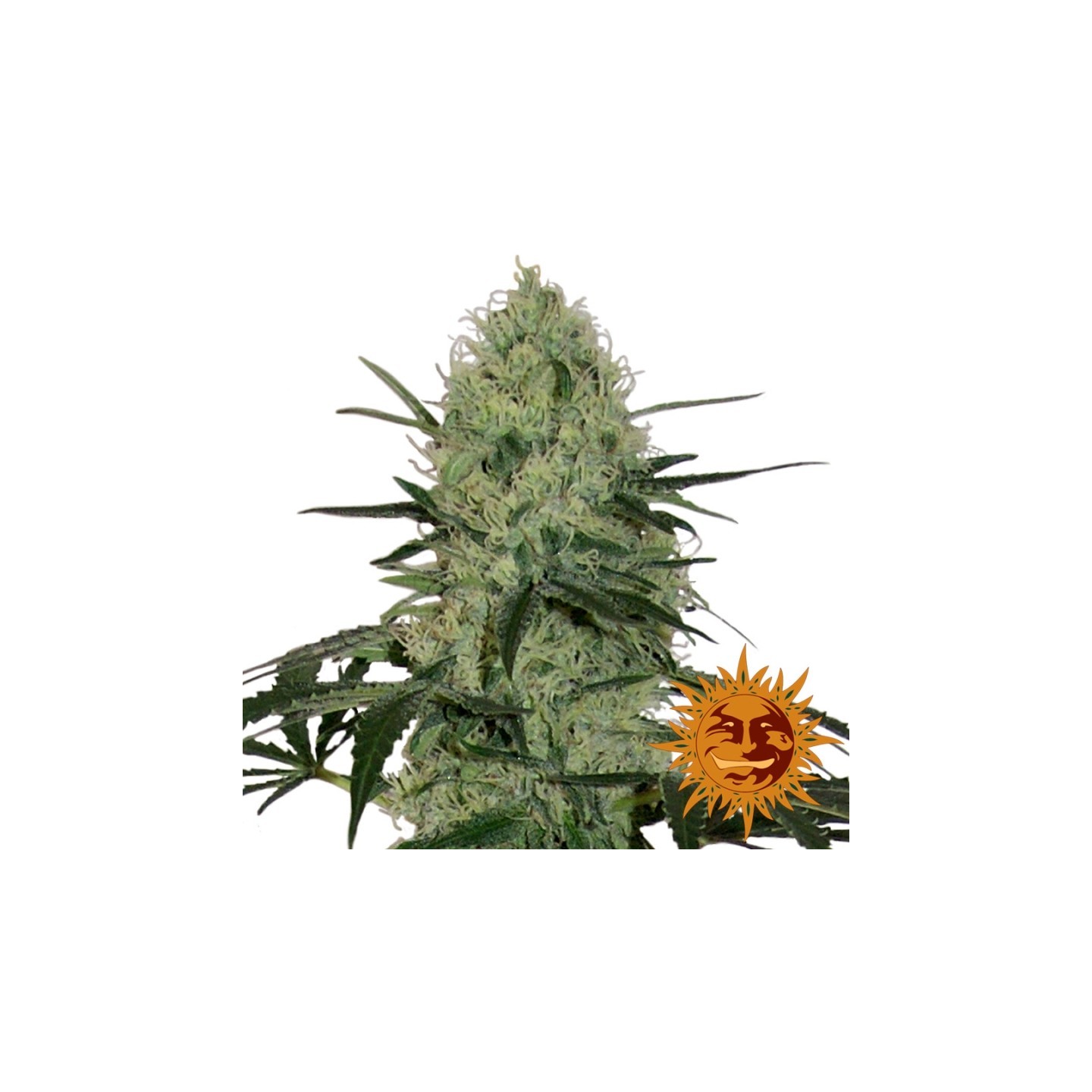 Tangerine Dream Autofloreciente de Barney's Farm