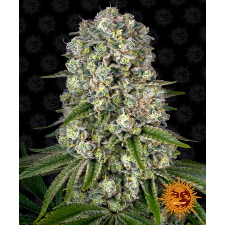 Tropicanna Banana Feminizada de Barney's Farm