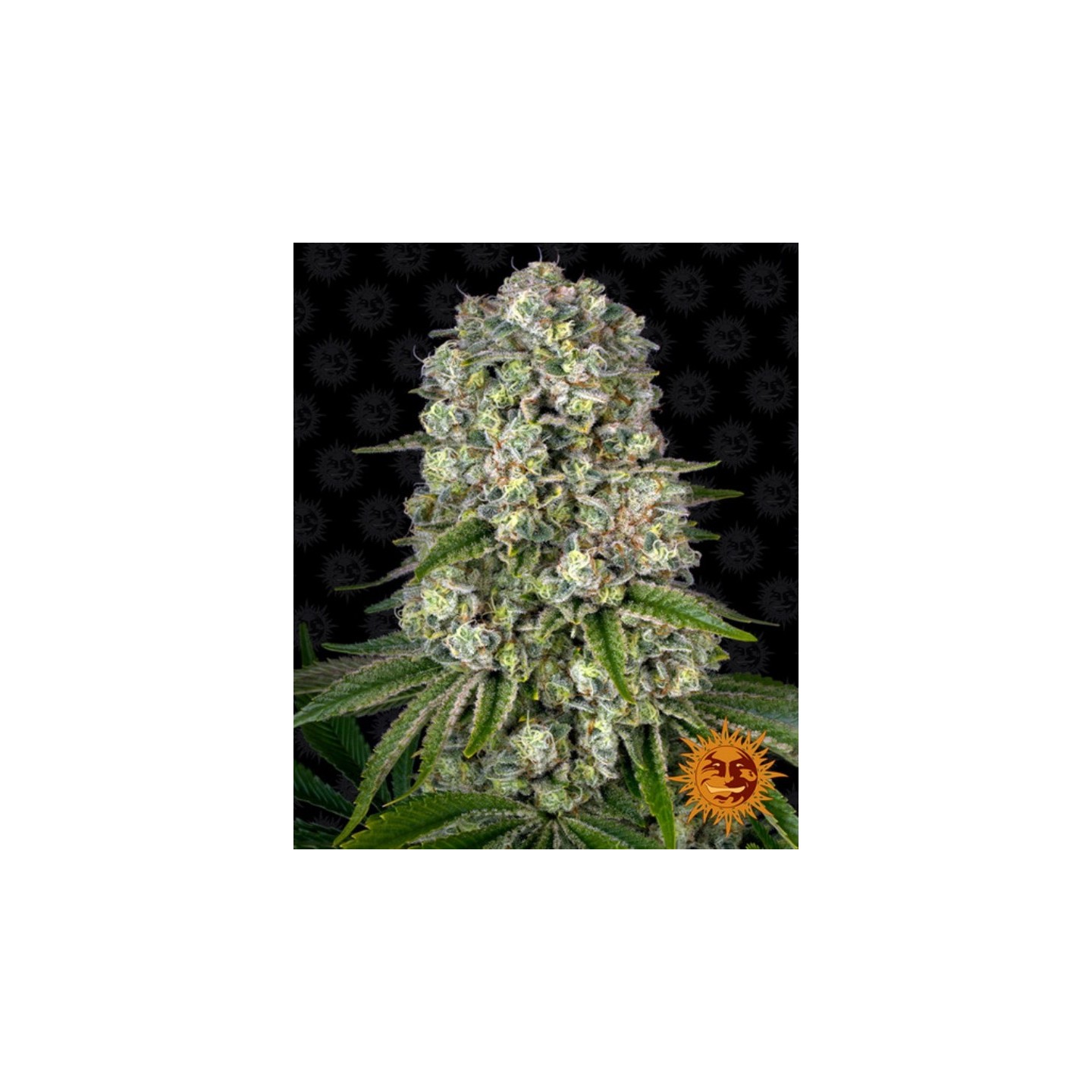 Tropicanna Banana Feminizada de Barney's Farm