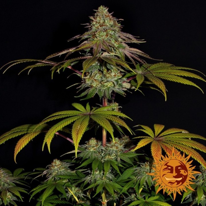 Wedding Cake Feminizada de Barney's Farm