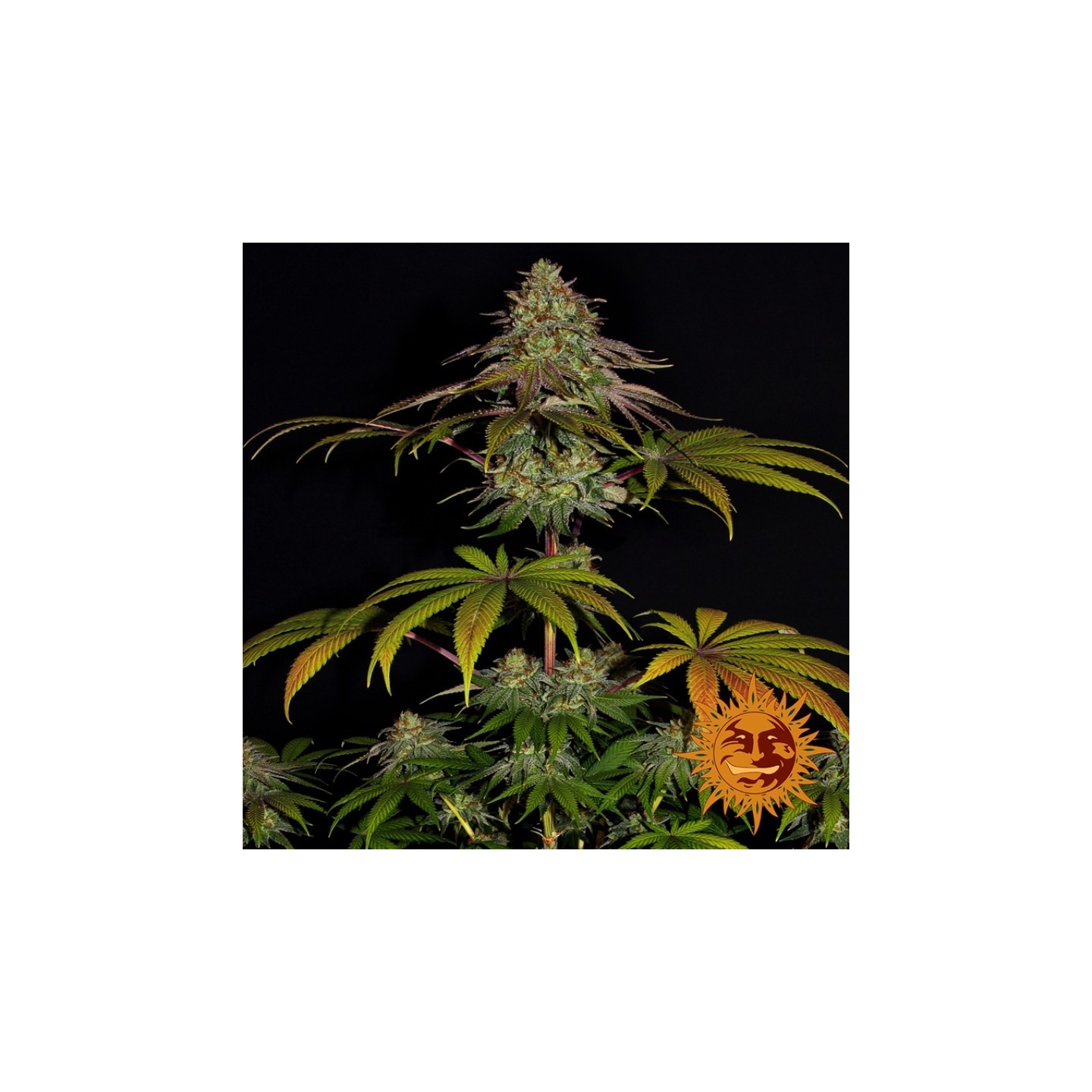 Wedding Cake Feminizada de Barney's Farm
