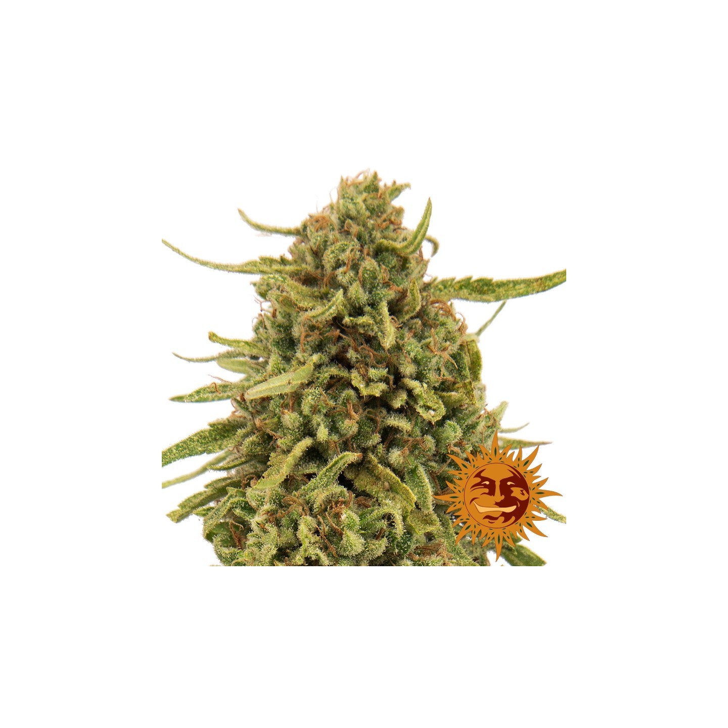 Widow Remedy Regular de Barney's Farm