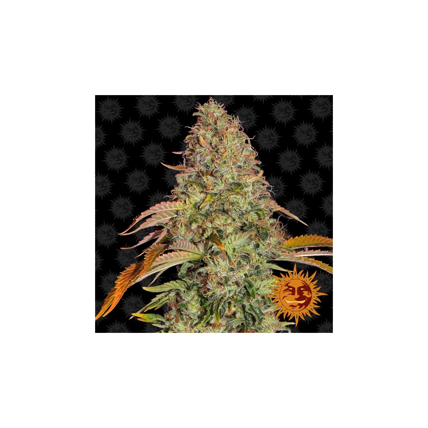 Zkittlez Og Autofloreciente de Barney's Farm