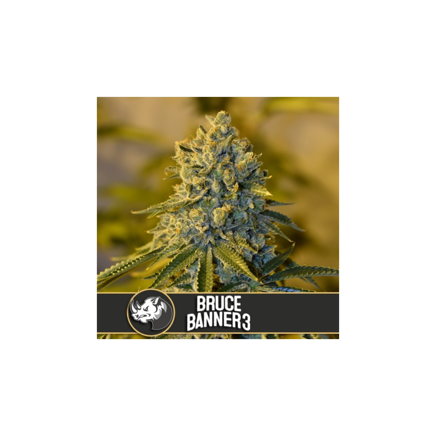 Bruce Banner 3 Feminizada de Blimburn Seeds