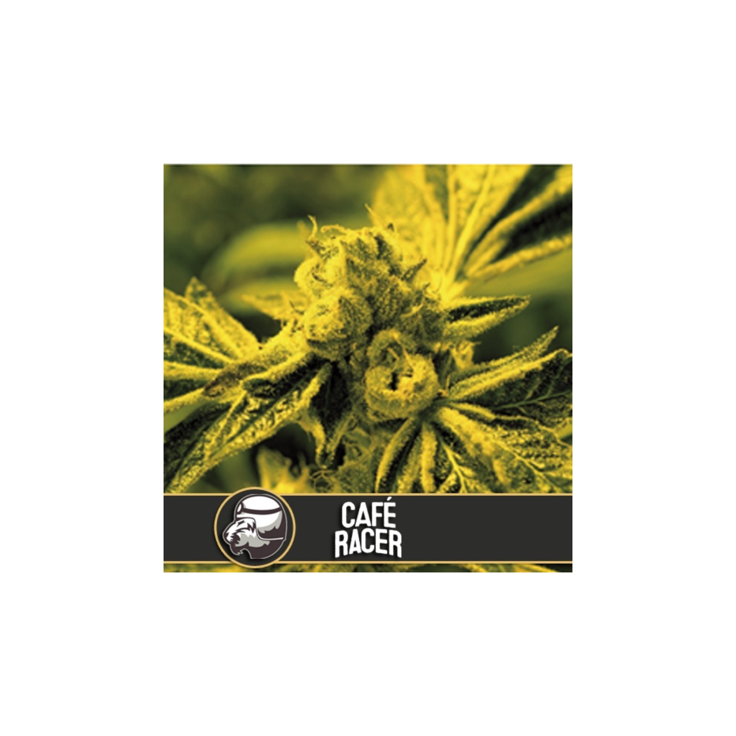 Cafe Racer Feminizada de Blimburn Seeds
