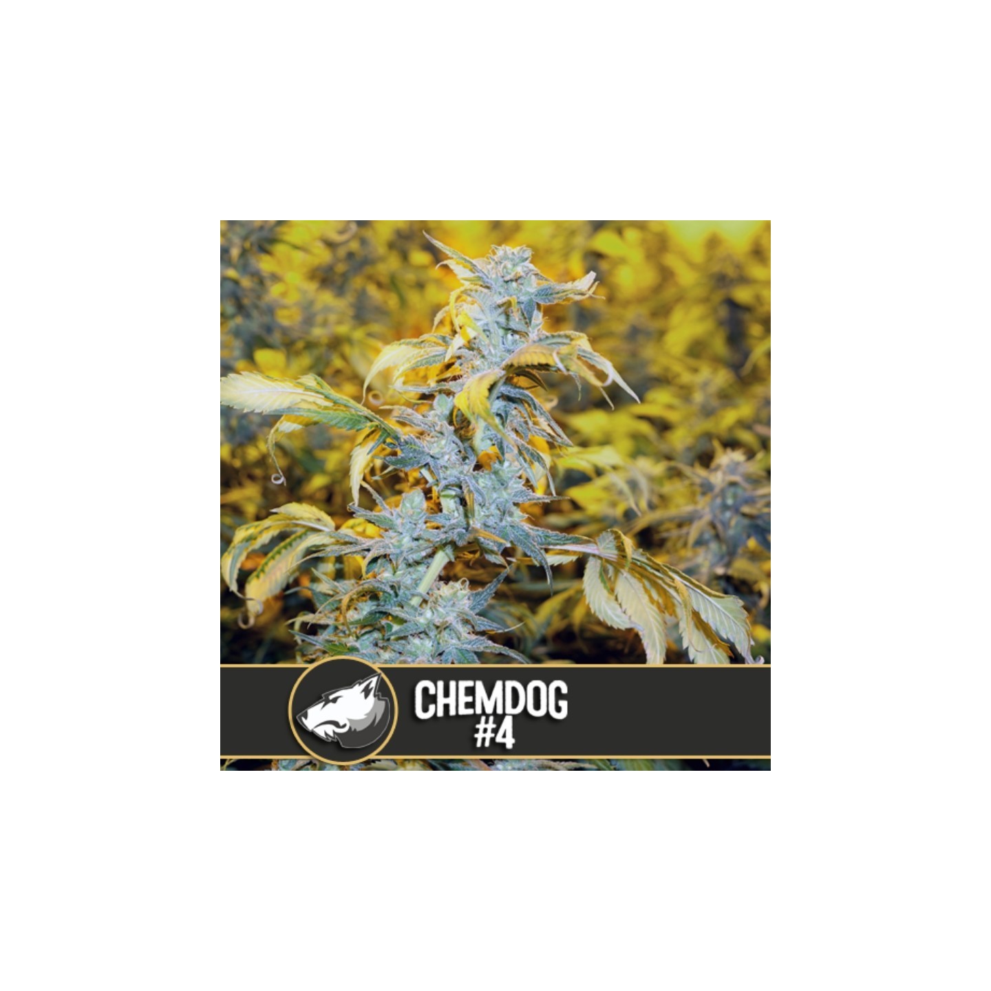 Chemdog 4 Feminizada de Blimburn Seeds