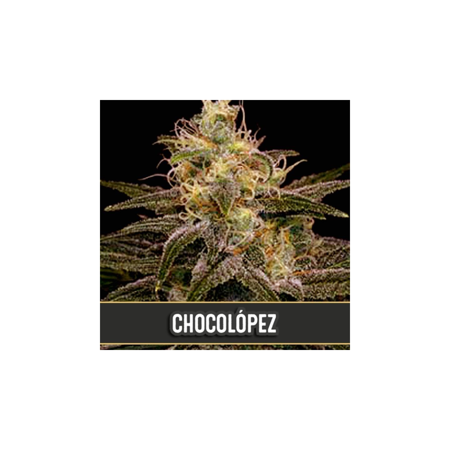Chocolopez Feminizada de Blimburn Seeds