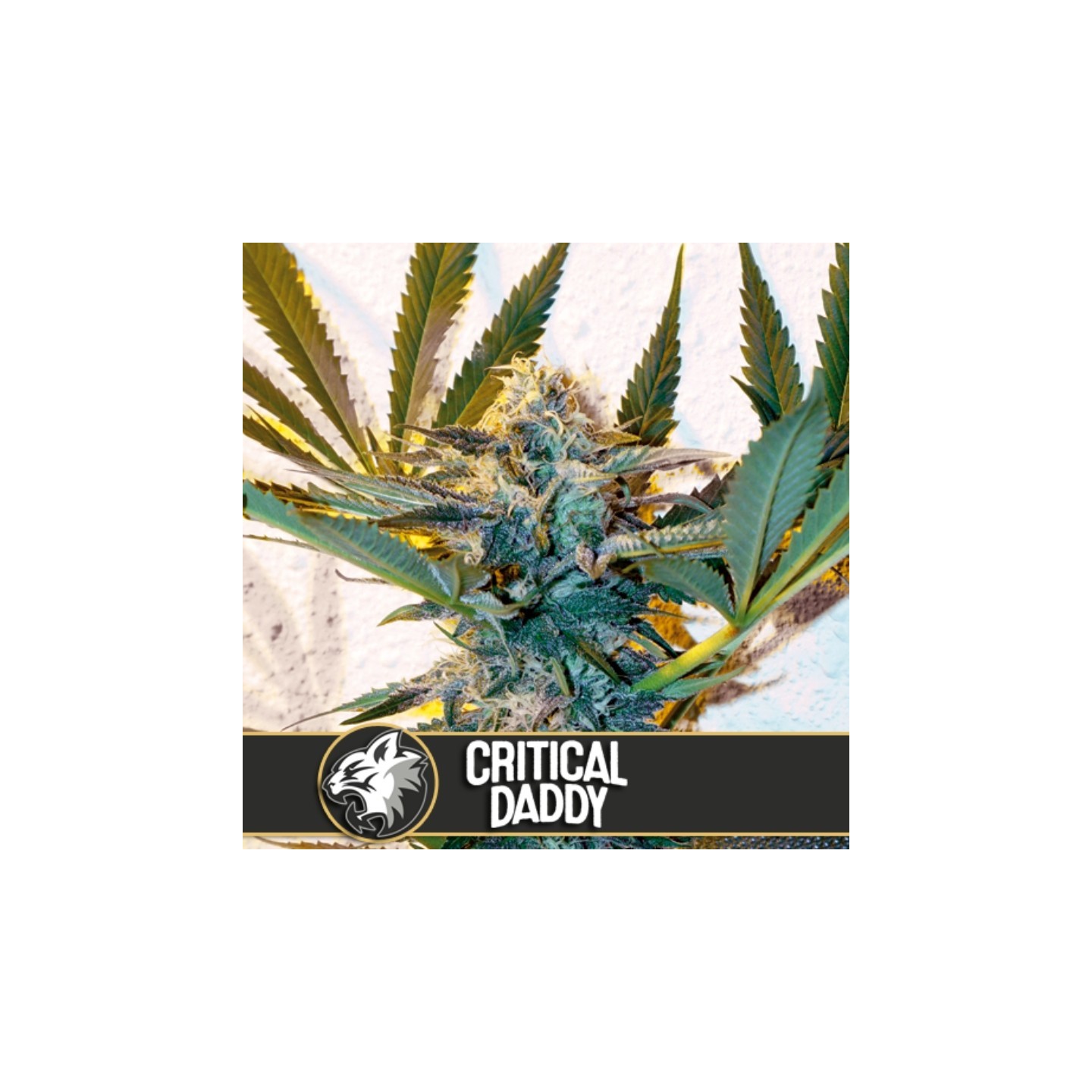 Critical Daddy Purple Feminizada de Blimburn Seeds