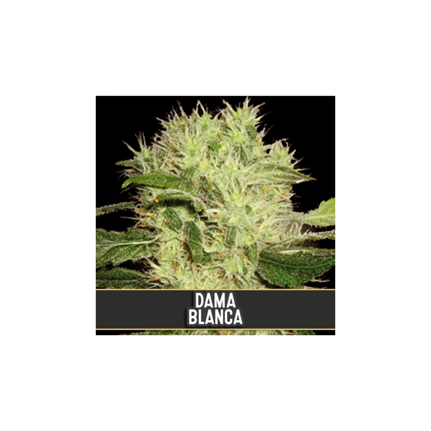 Dama Blanca Feminizada de Blimburn Seeds