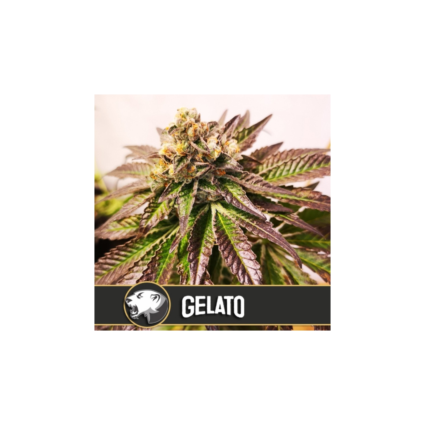 Gelato Feminizada de Blimburn Seeds