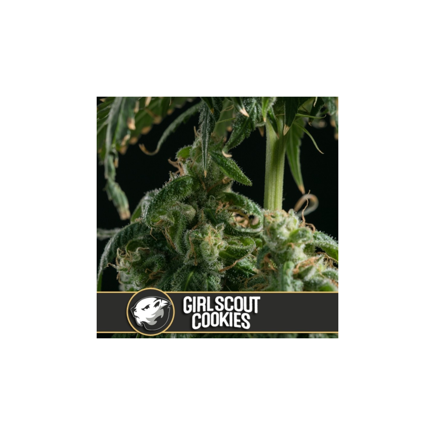 Girl Scout Cookies Feminizada de Blimburn Seeds