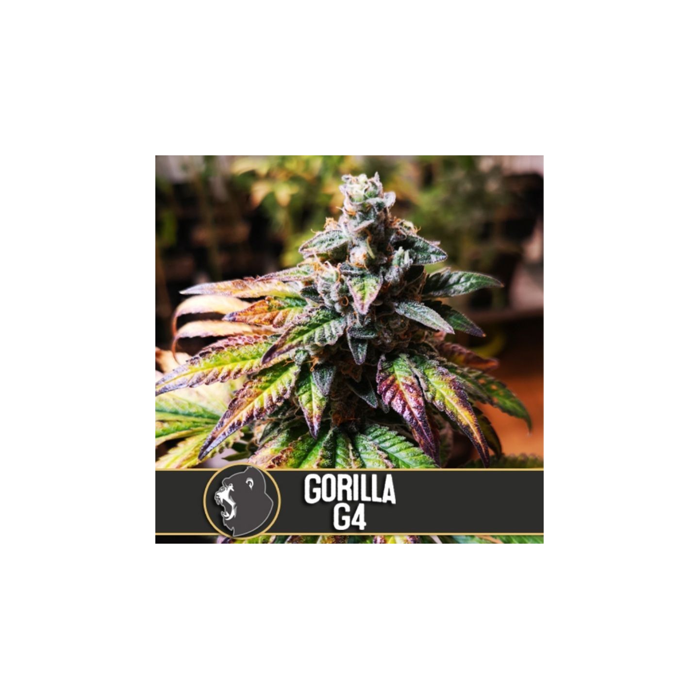 Gorilla G4 Feminizada de Blimburn Seeds