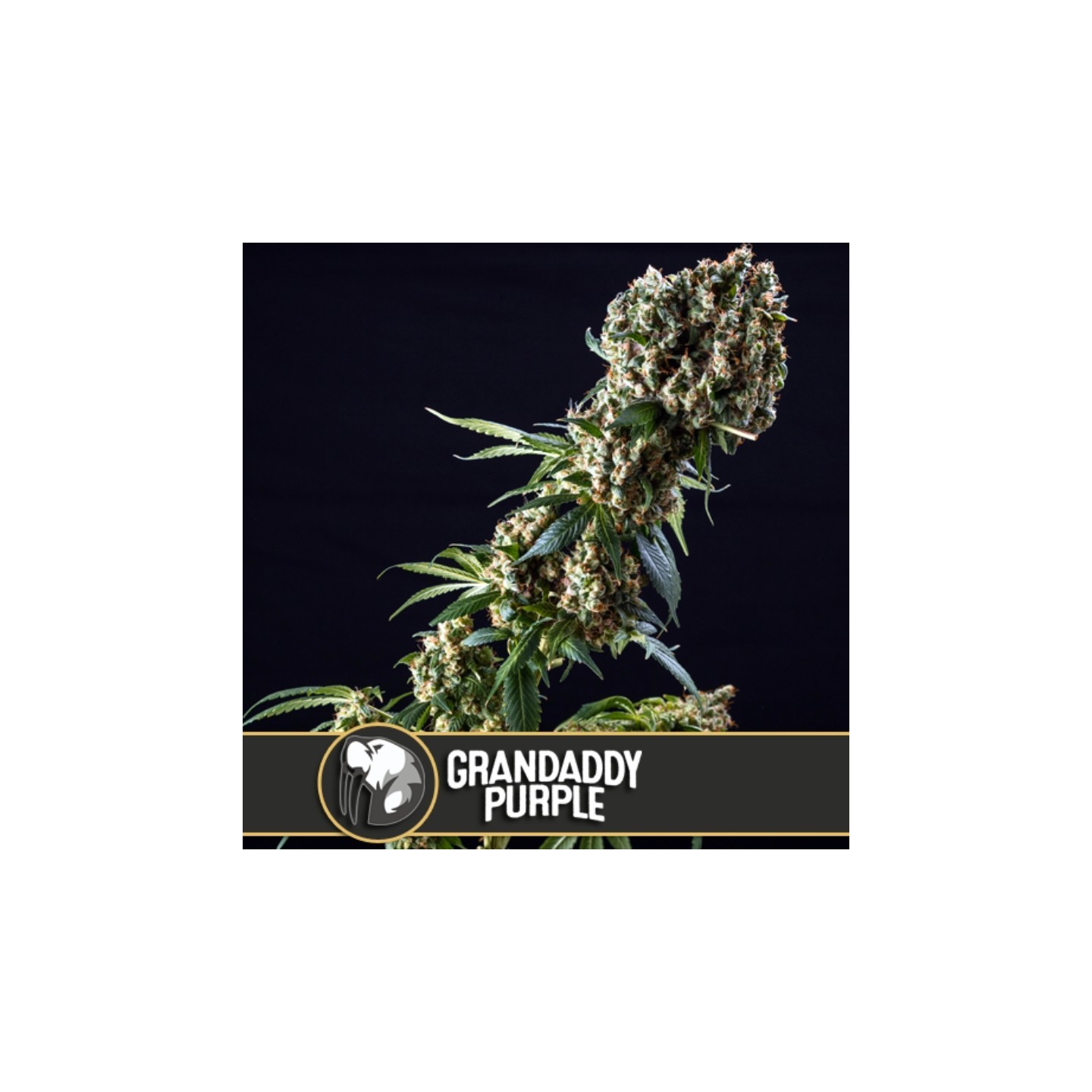 Grandaddy Purple Feminizada de Blimburn Seeds