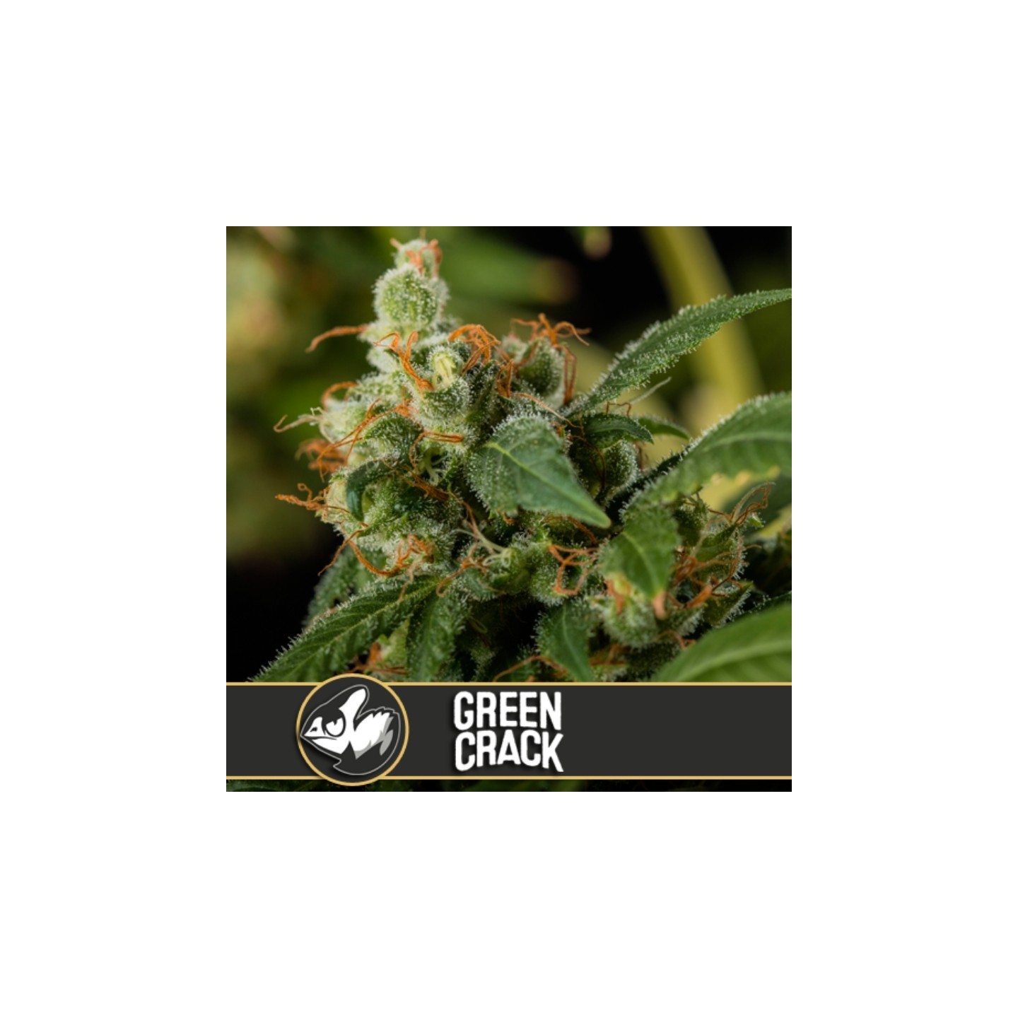 Green Crack Feminizada de Blimburn Seeds