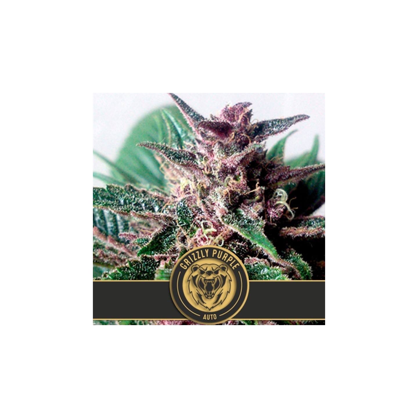 Grizzly Purple Autofloreciente de Blimburn Seeds