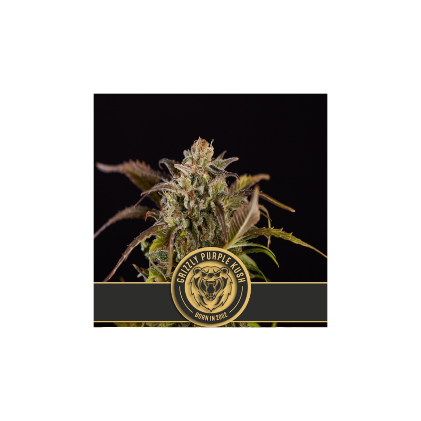 Grizzly Purple Kush Feminizada de Blimburn Seeds