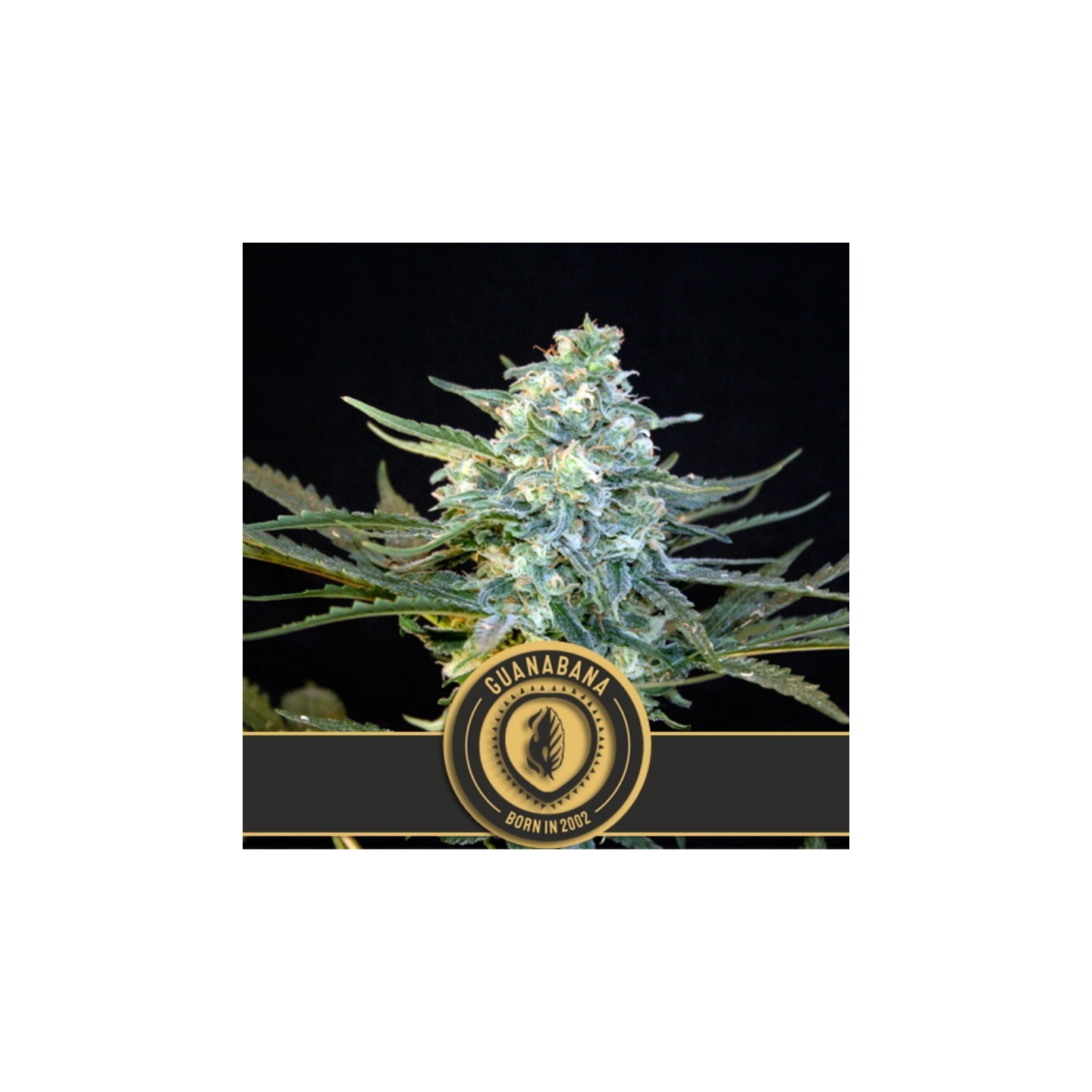 Guanabana Feminizada de Blimburn Seeds