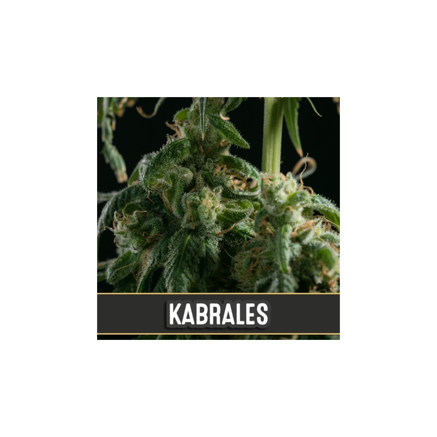 Kabrales de Blimburn Seeds