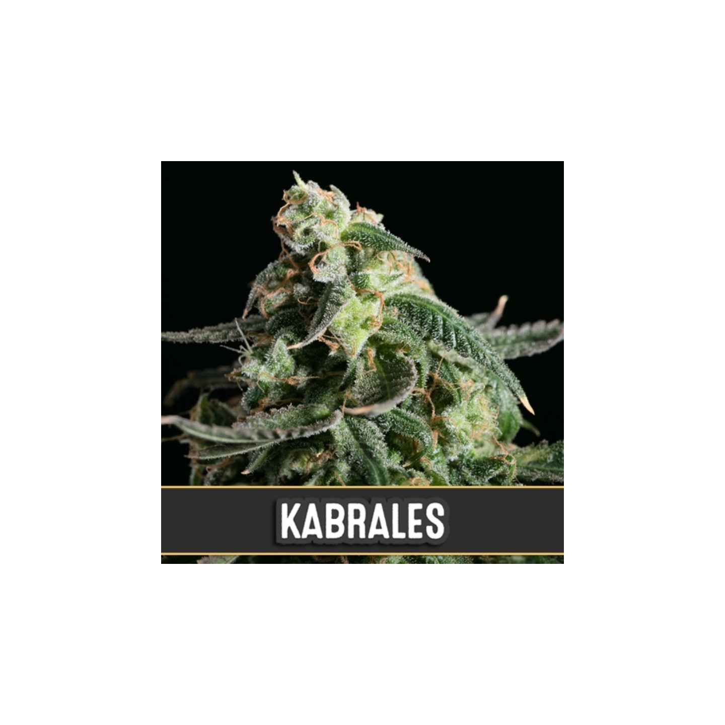 Kabrales Autofloreciente de Blimburn Seeds
