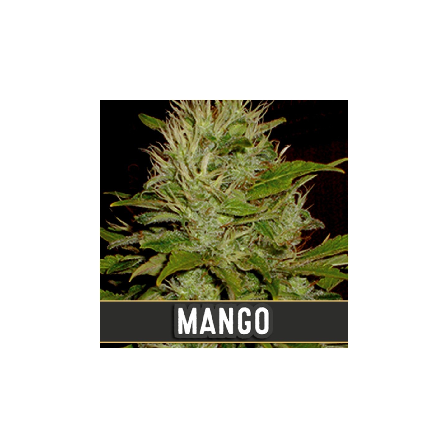 Mango Feminizada de Blimburn Seeds
