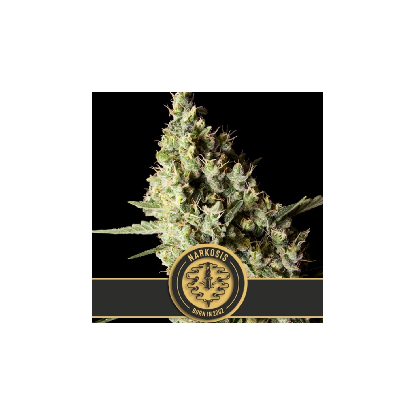 Narkosis Feminizada de Blimburn Seeds