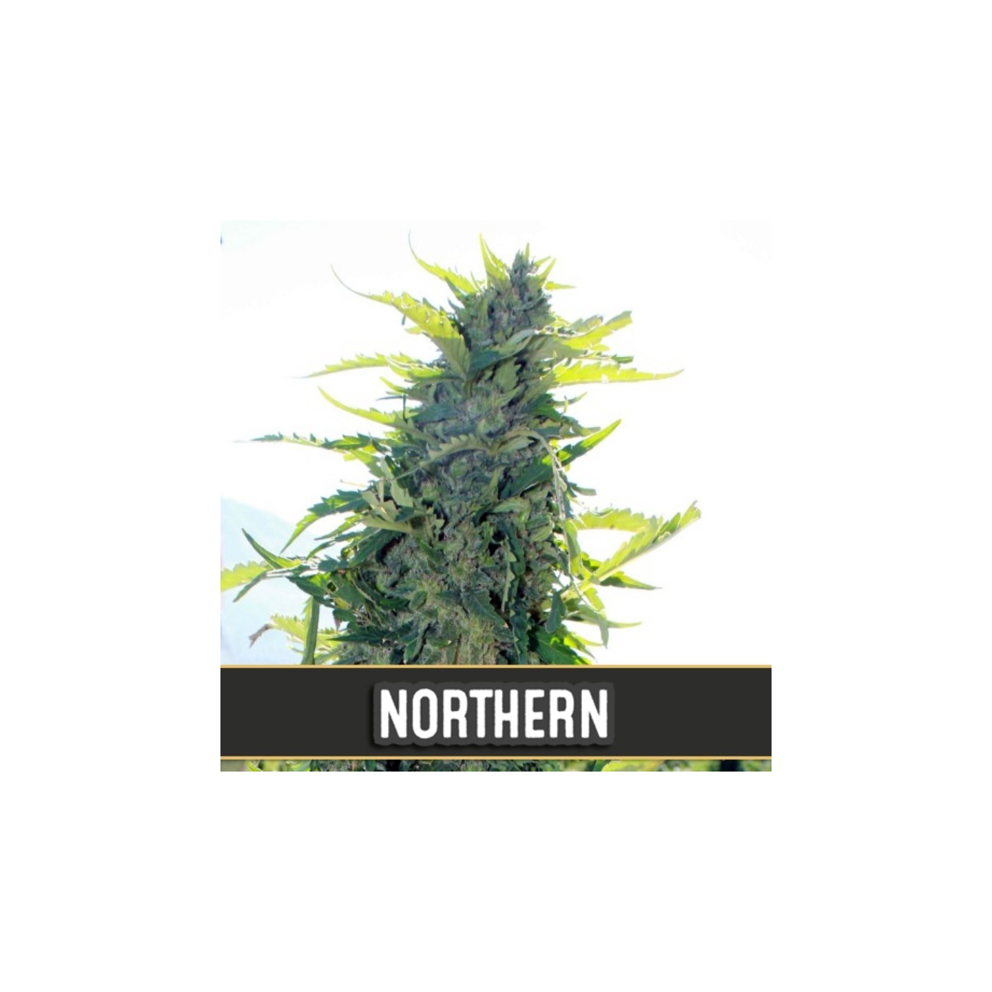 Northern Autofloreciente de Blimburn Seeds