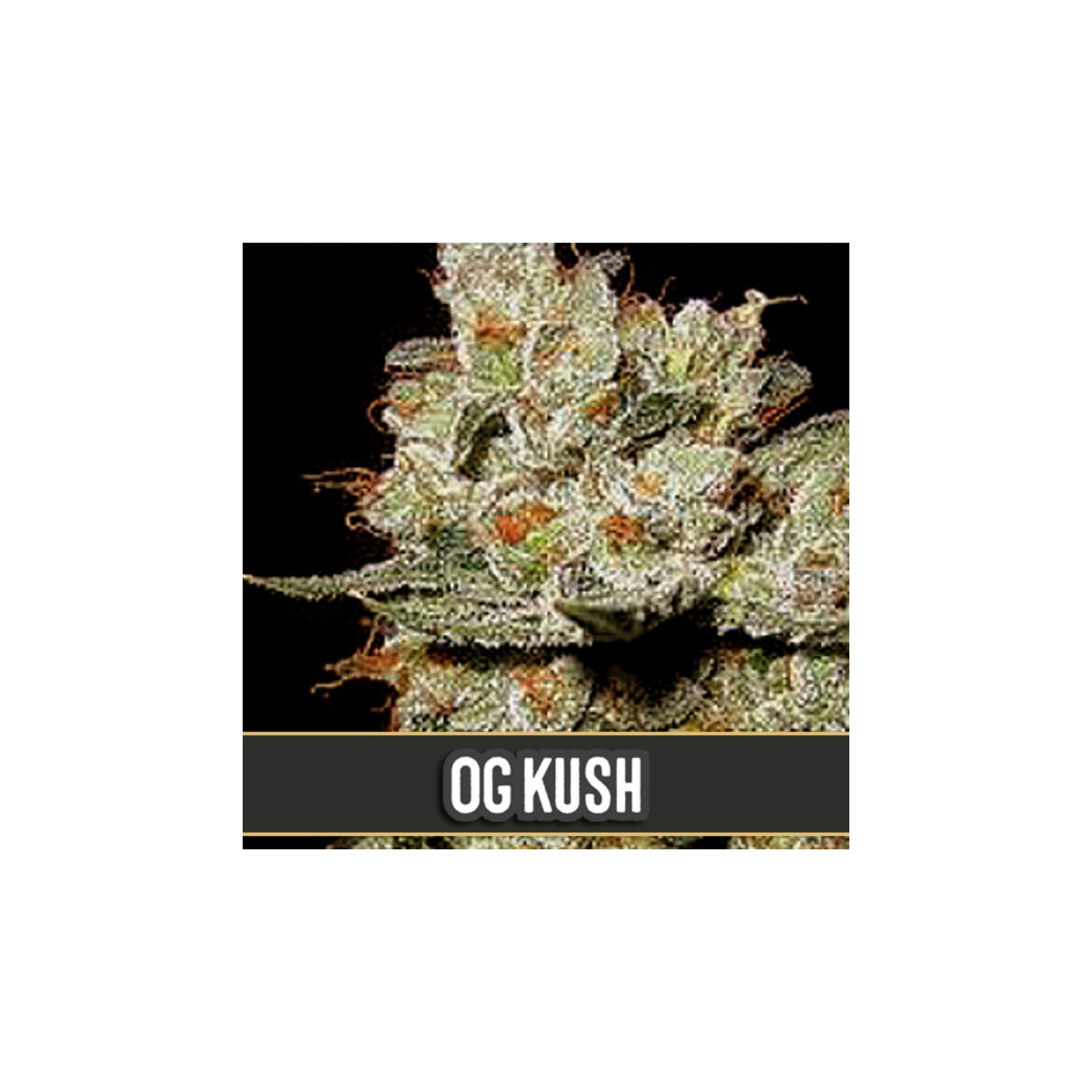 Og's Kush Feminizada de Blimburn Seeds