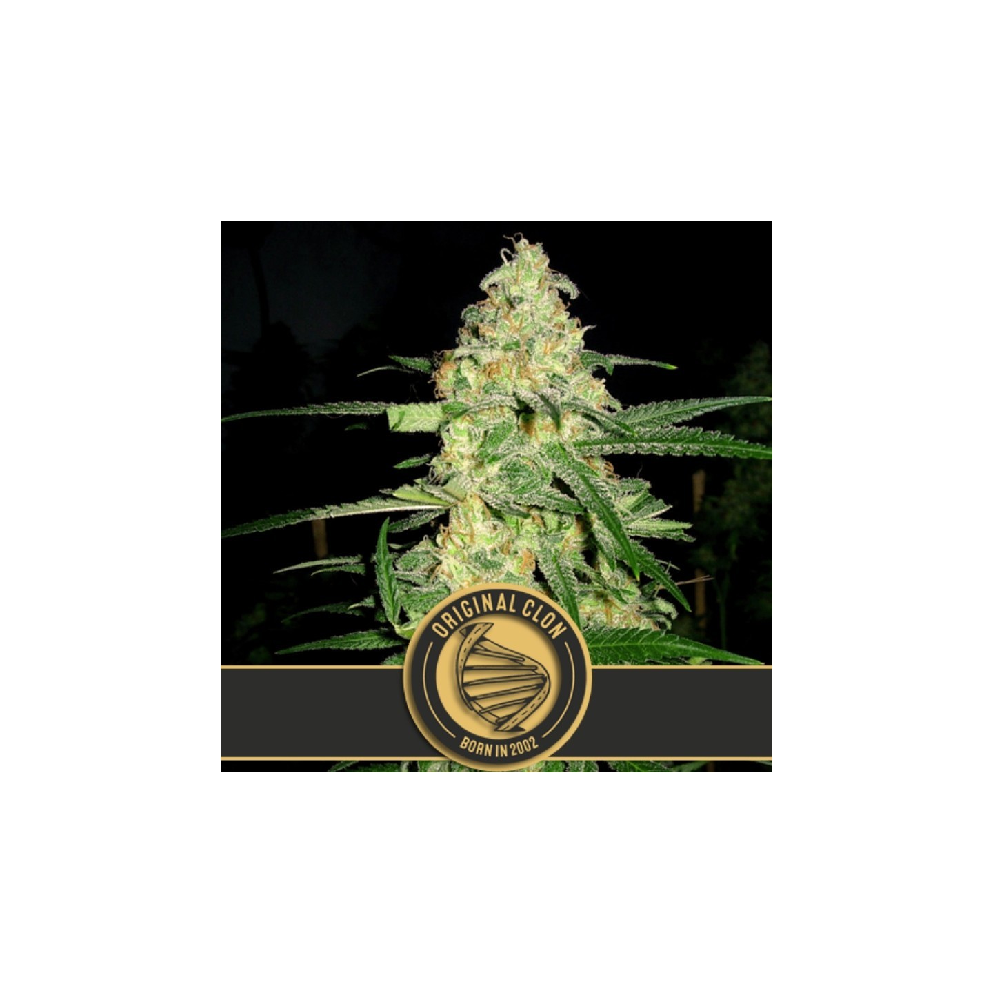 Original Clon Feminizada de Blimburn Seeds