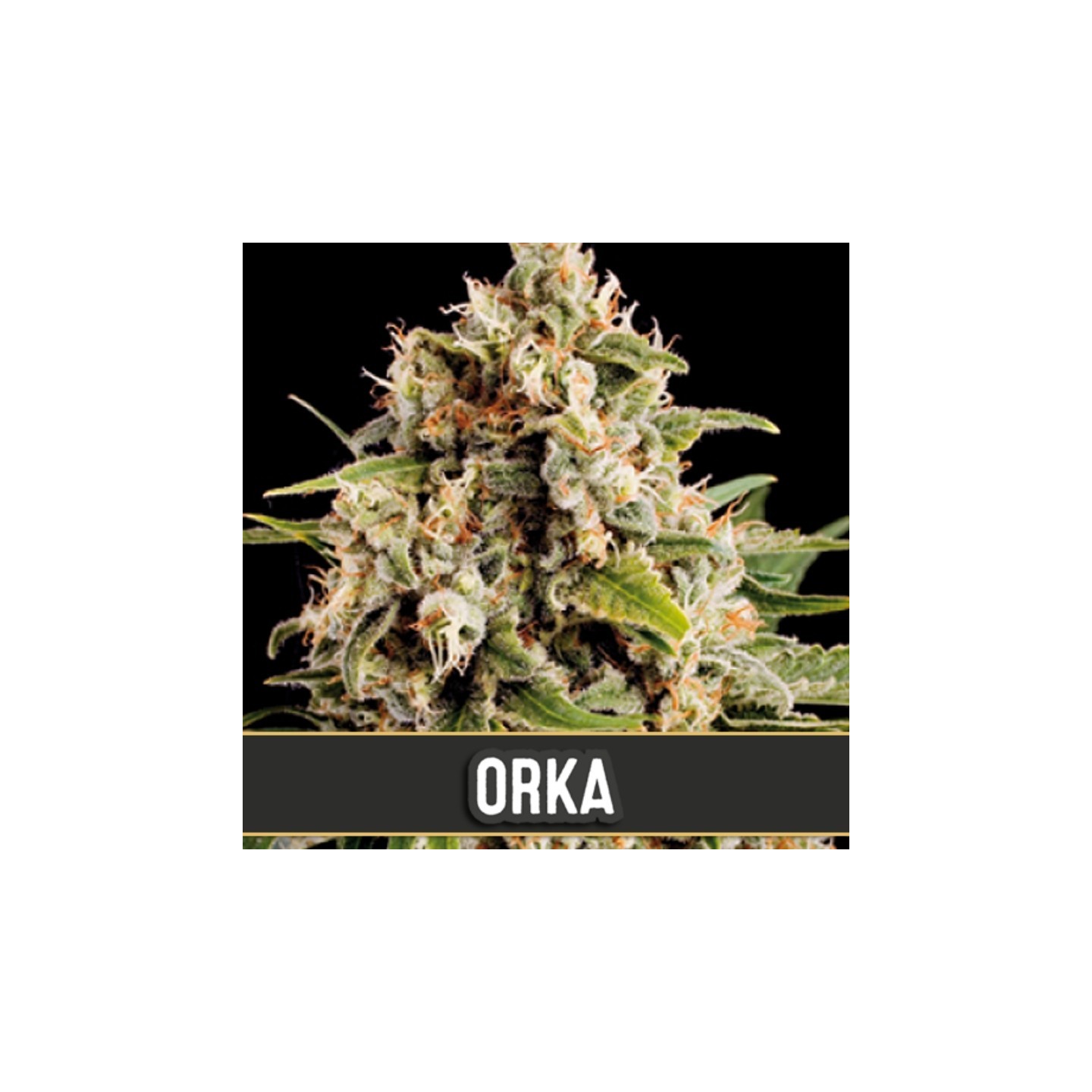 Orka de Blimburn Seeds