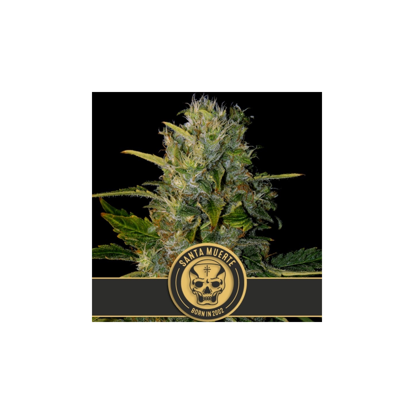 Santa Muerte Feminizada de Blimburn Seeds