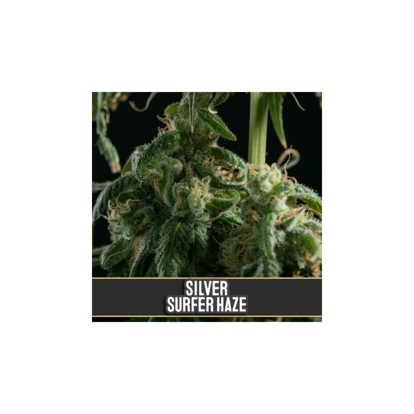 Silver Surfer Haze de Blimburn Seeds