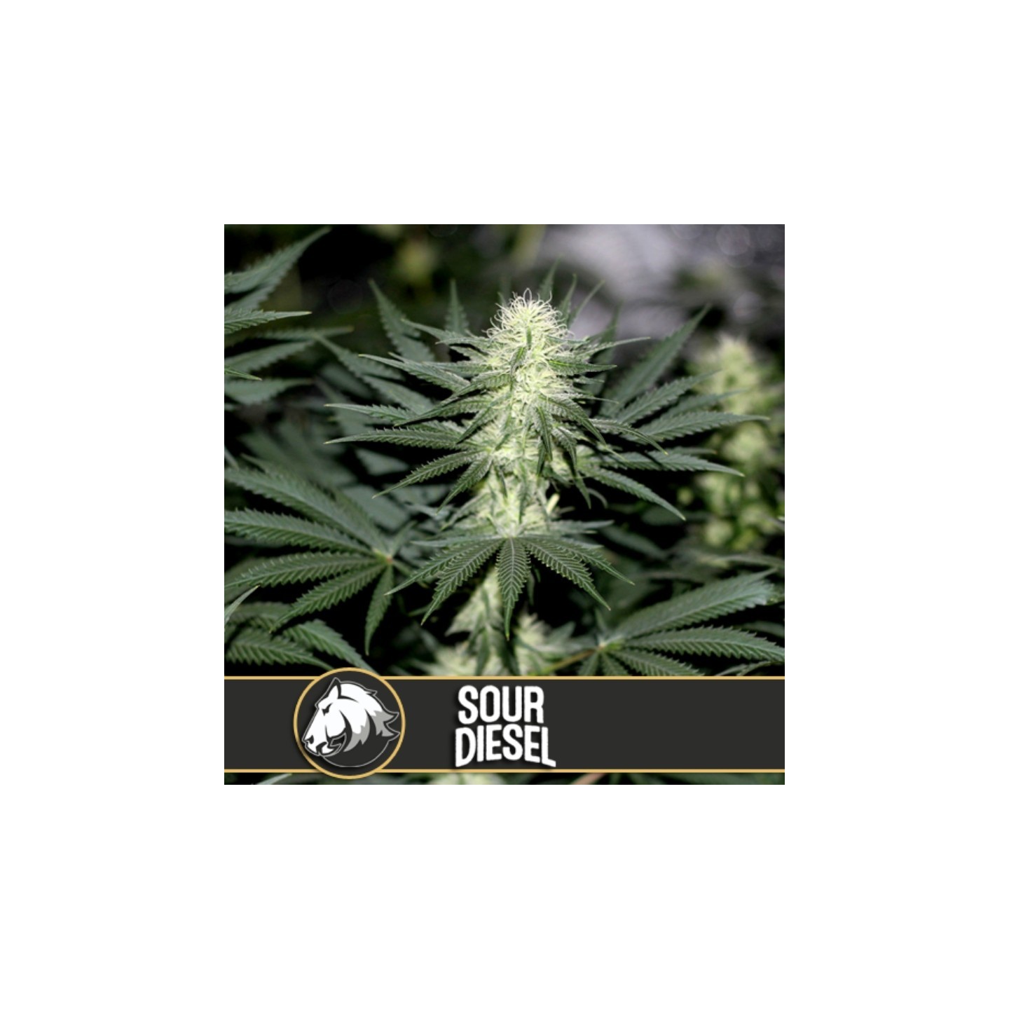 Sour Diesel Feminizada de Blimburn Seeds