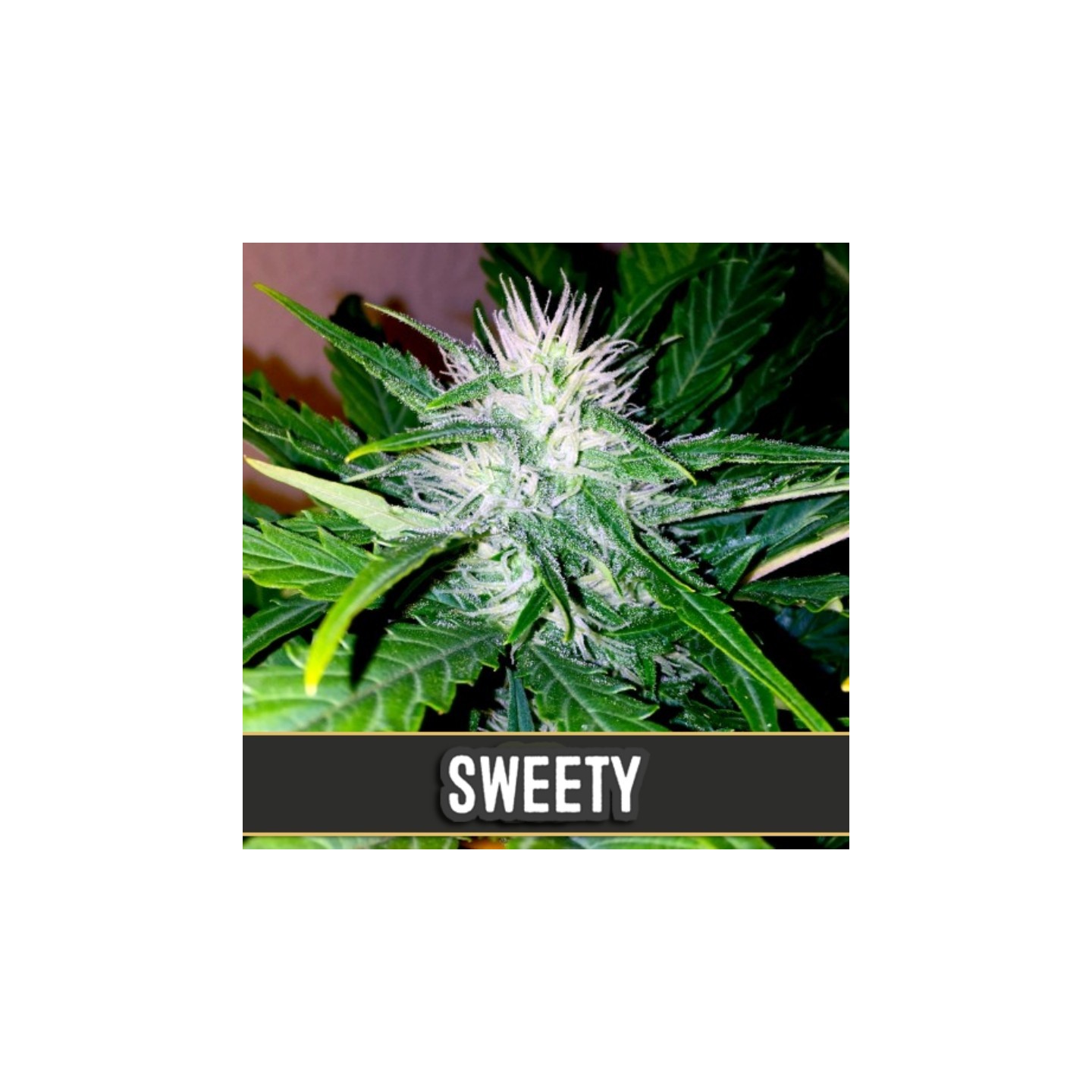 Sweety Auto de Blimburn Seeds