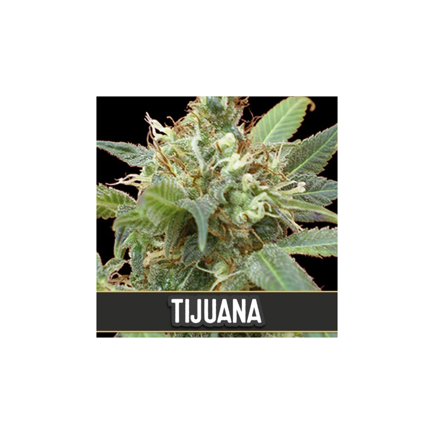 Tijuana Feminizada de Blimburn Seeds