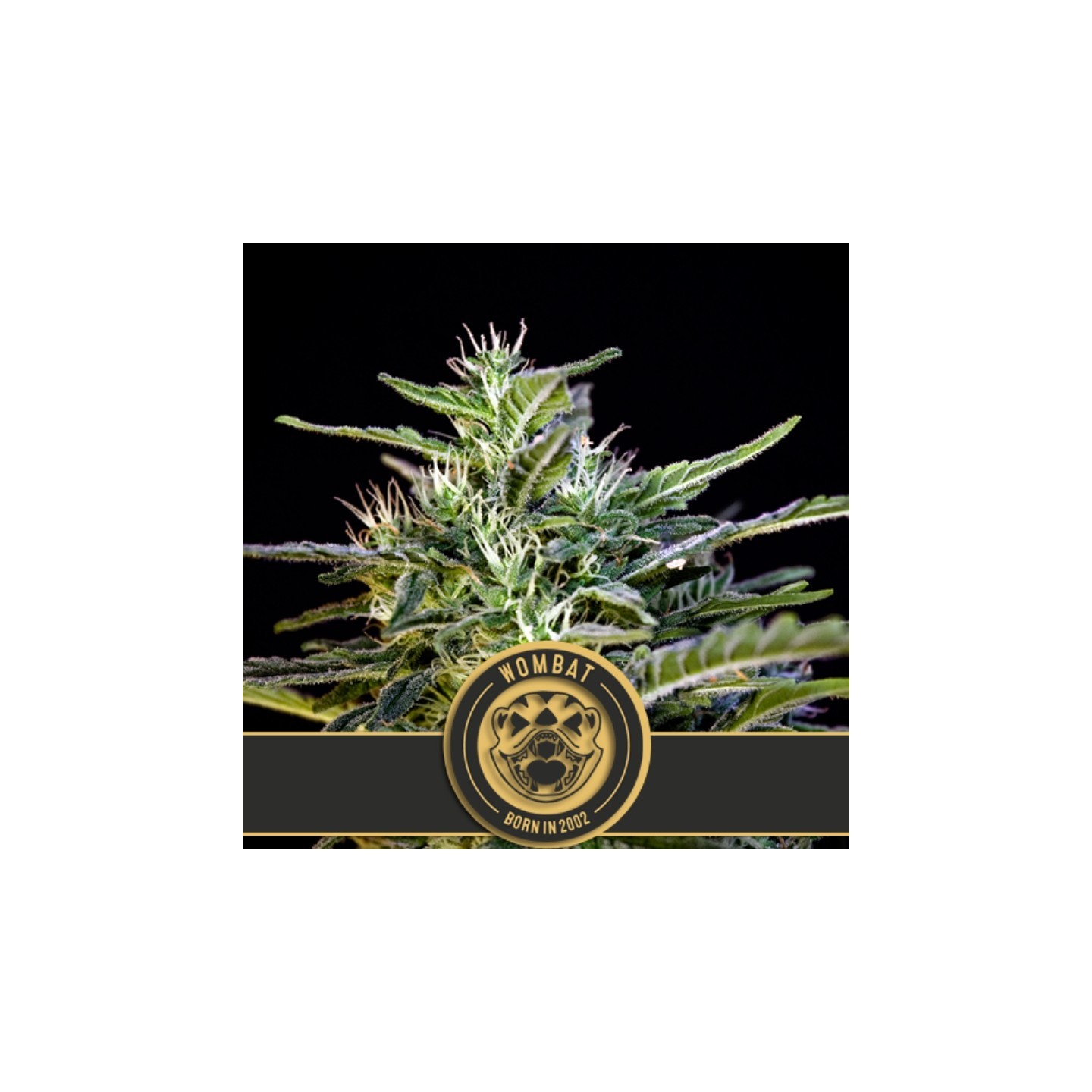 Wombat Feminizada de Blimburn Seeds