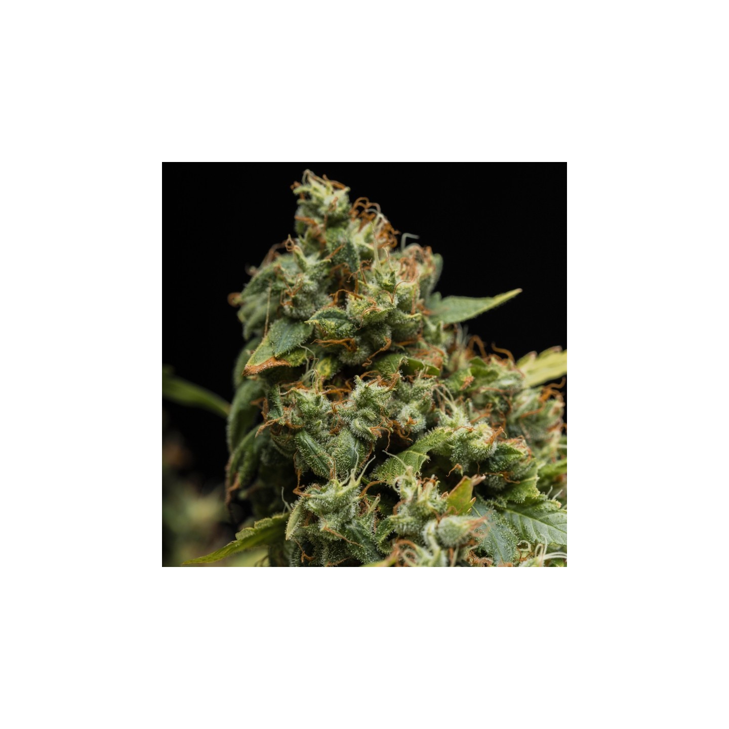 Zombie Death Fuck Feminizada de Blimburn Seeds