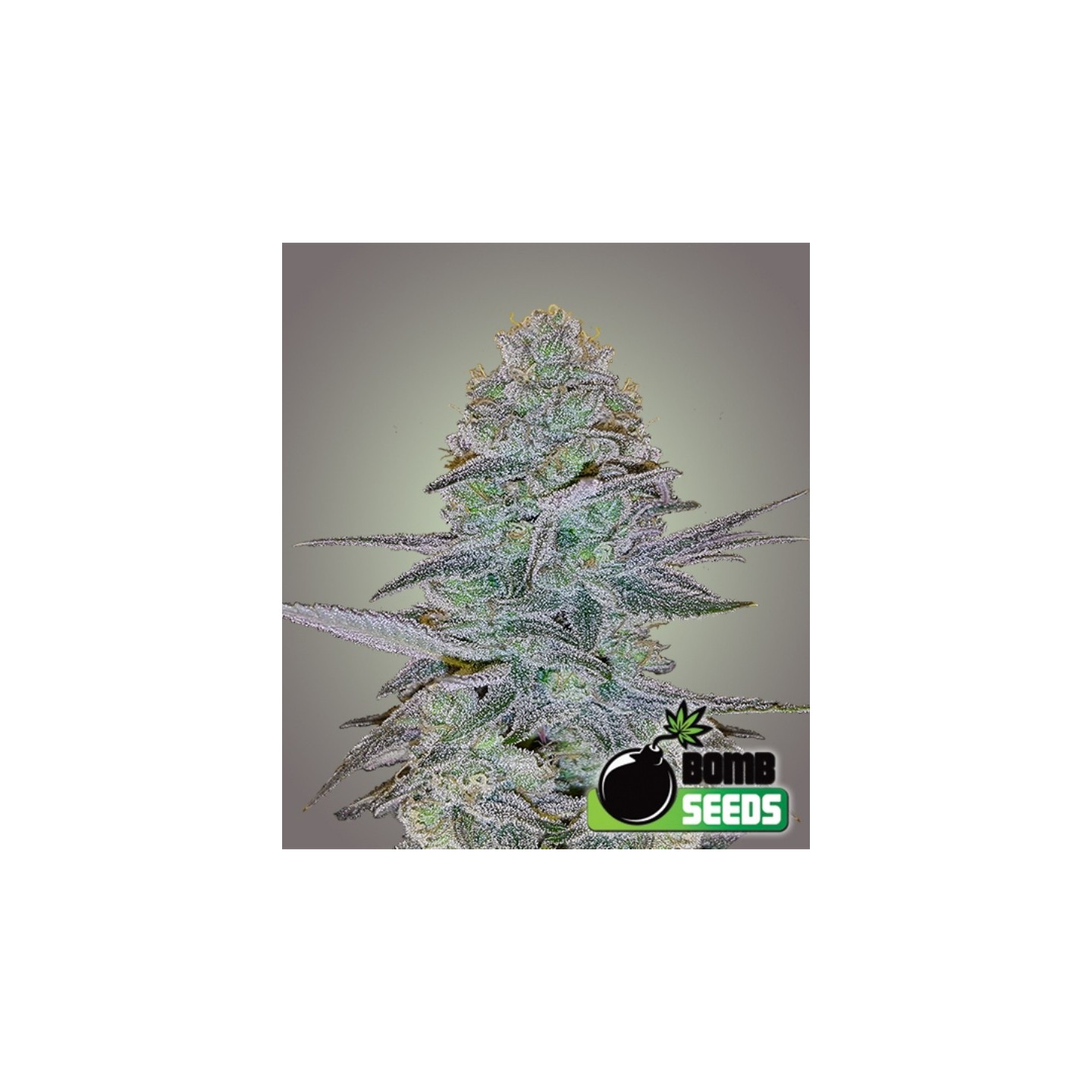 Cosmic Bomb Autofloreciente de Bomb Seeds