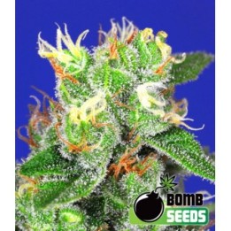 Medi Bomb 2 de Bomb Seeds