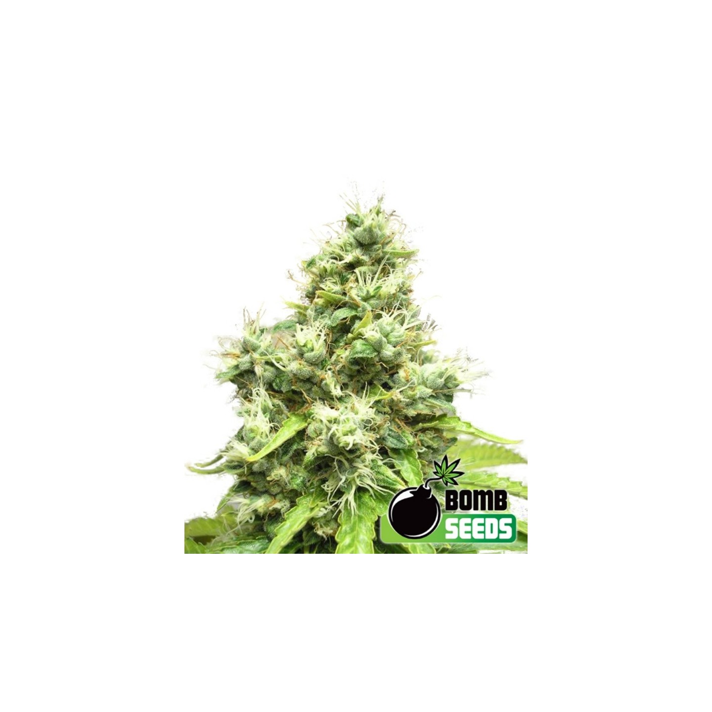 Medi Bomb #1 de Bomb Seeds