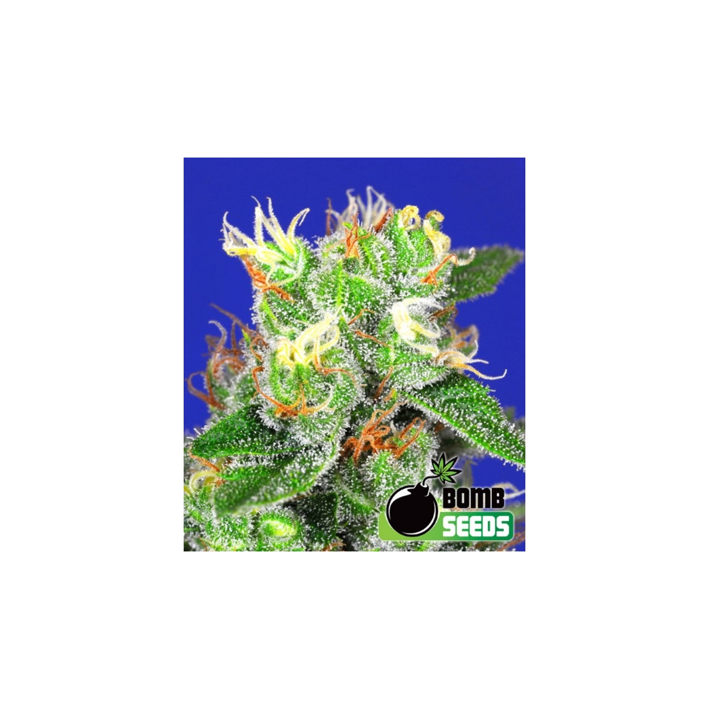 Medi Bomb #2 de Bomb Seeds