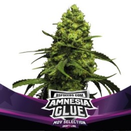 Amnesia Glue Feminizada de BSF Seeds
