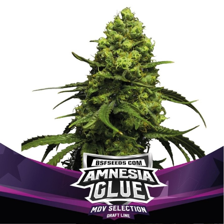 Amnesia Glue Feminizada de BSF Seeds