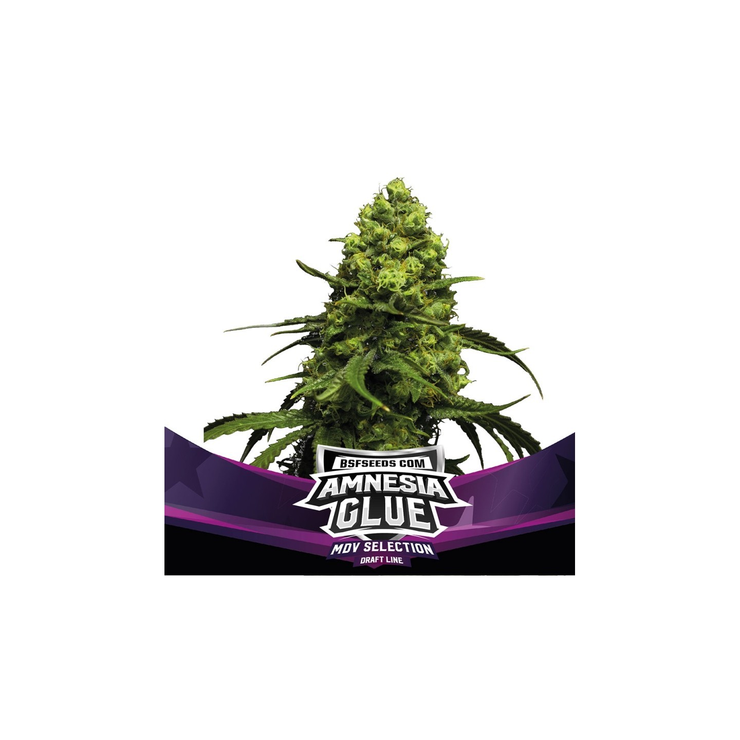 Amnesia Glue Feminizada de BSF Seeds