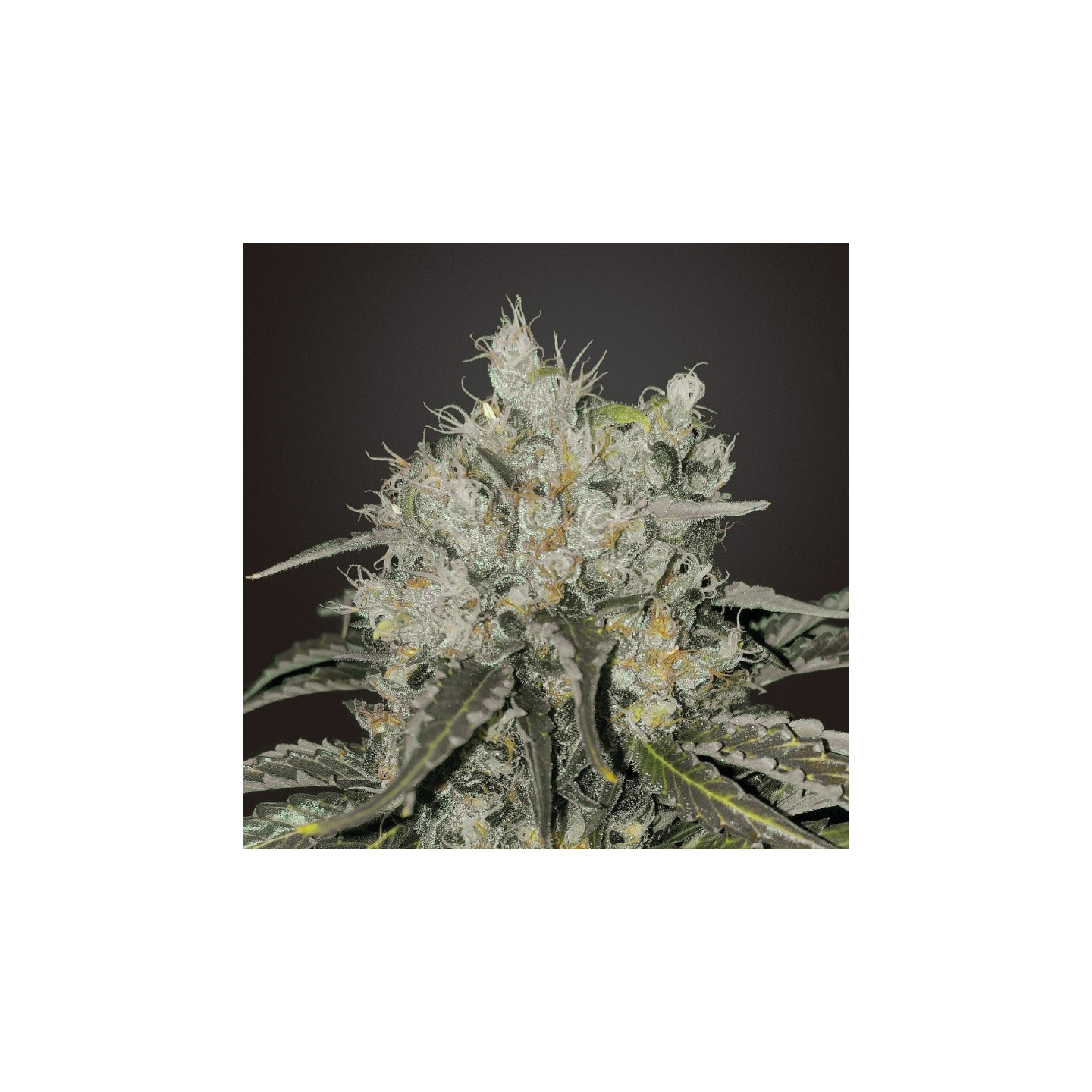 Double Cookies Feminizada de BSF Seeds