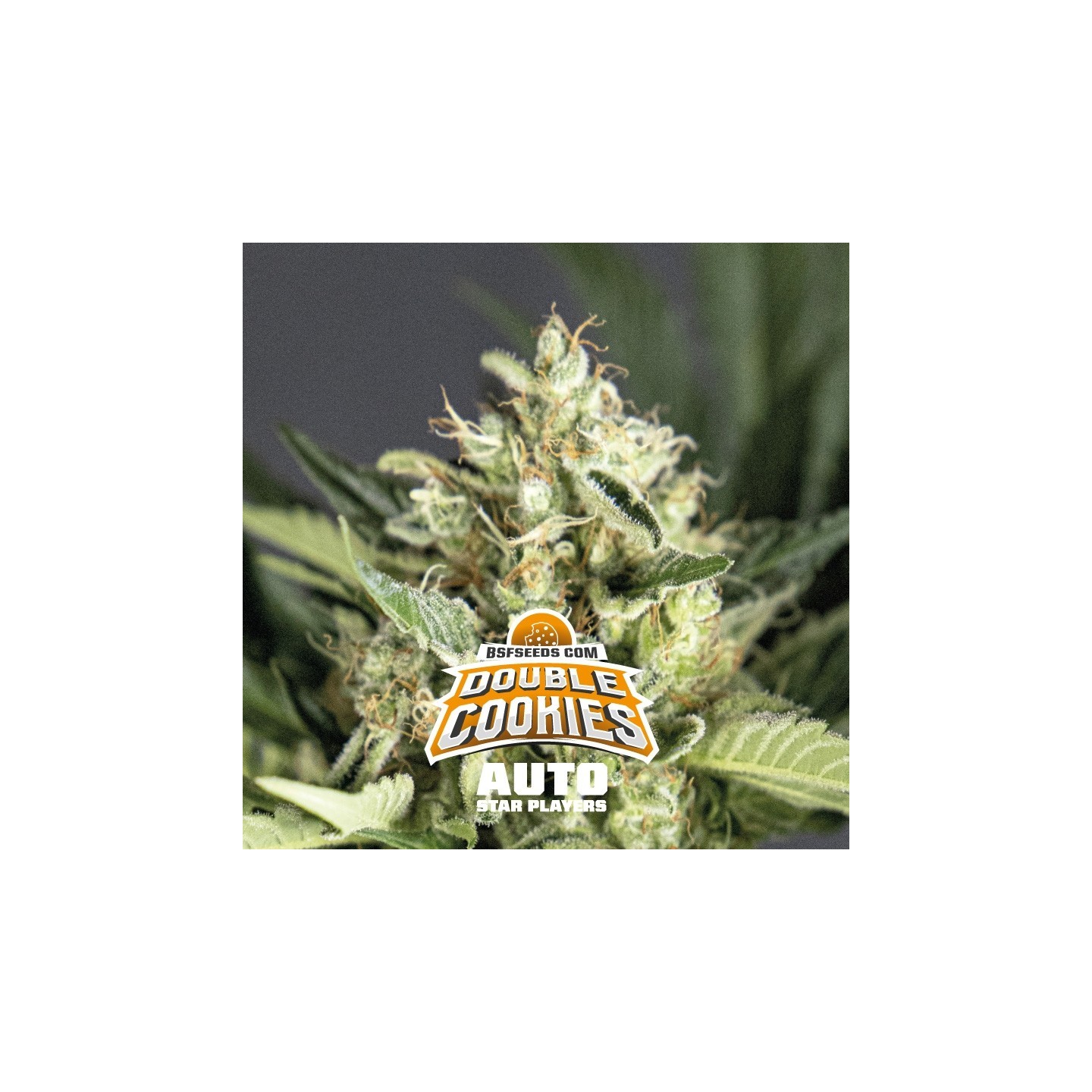 Double Cookies Autofloreciente de BSF Seeds