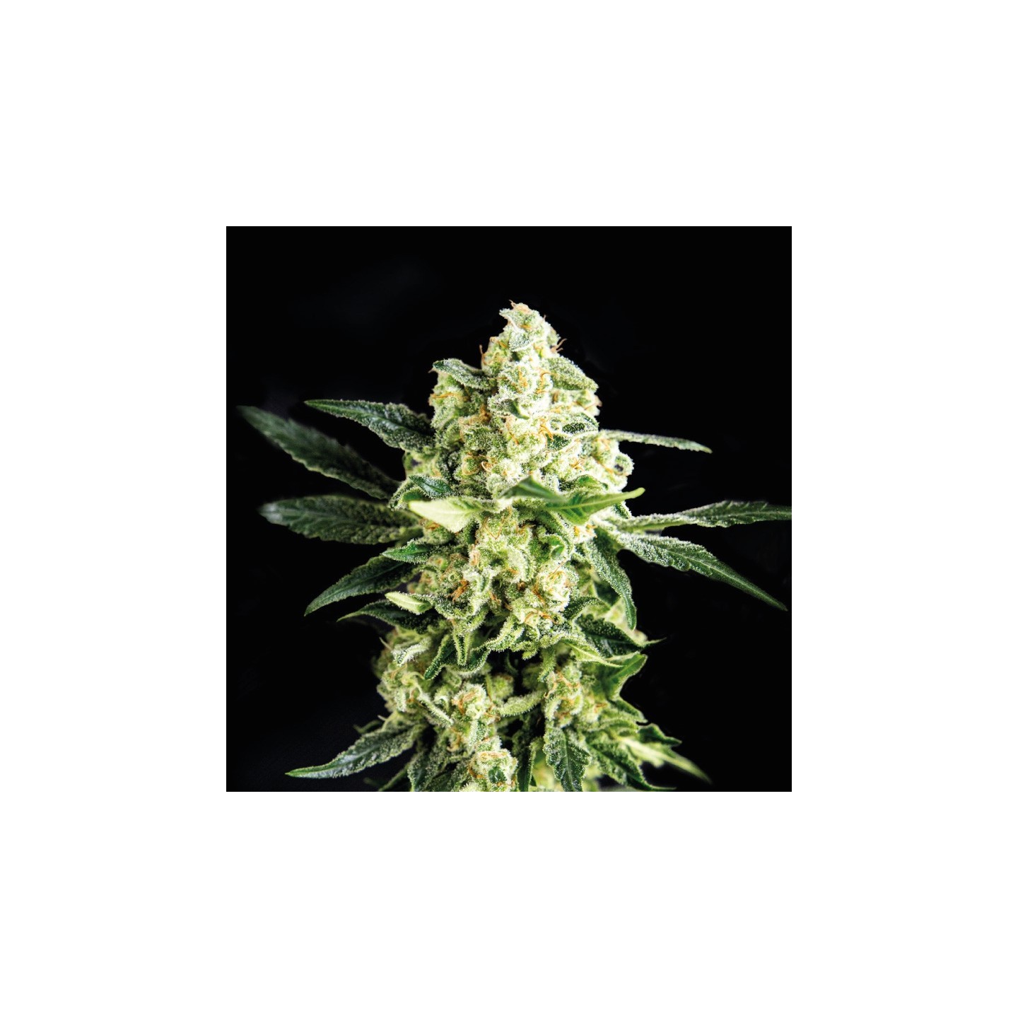 Gorilla Glue 4 Feminizada de BSF Seeds