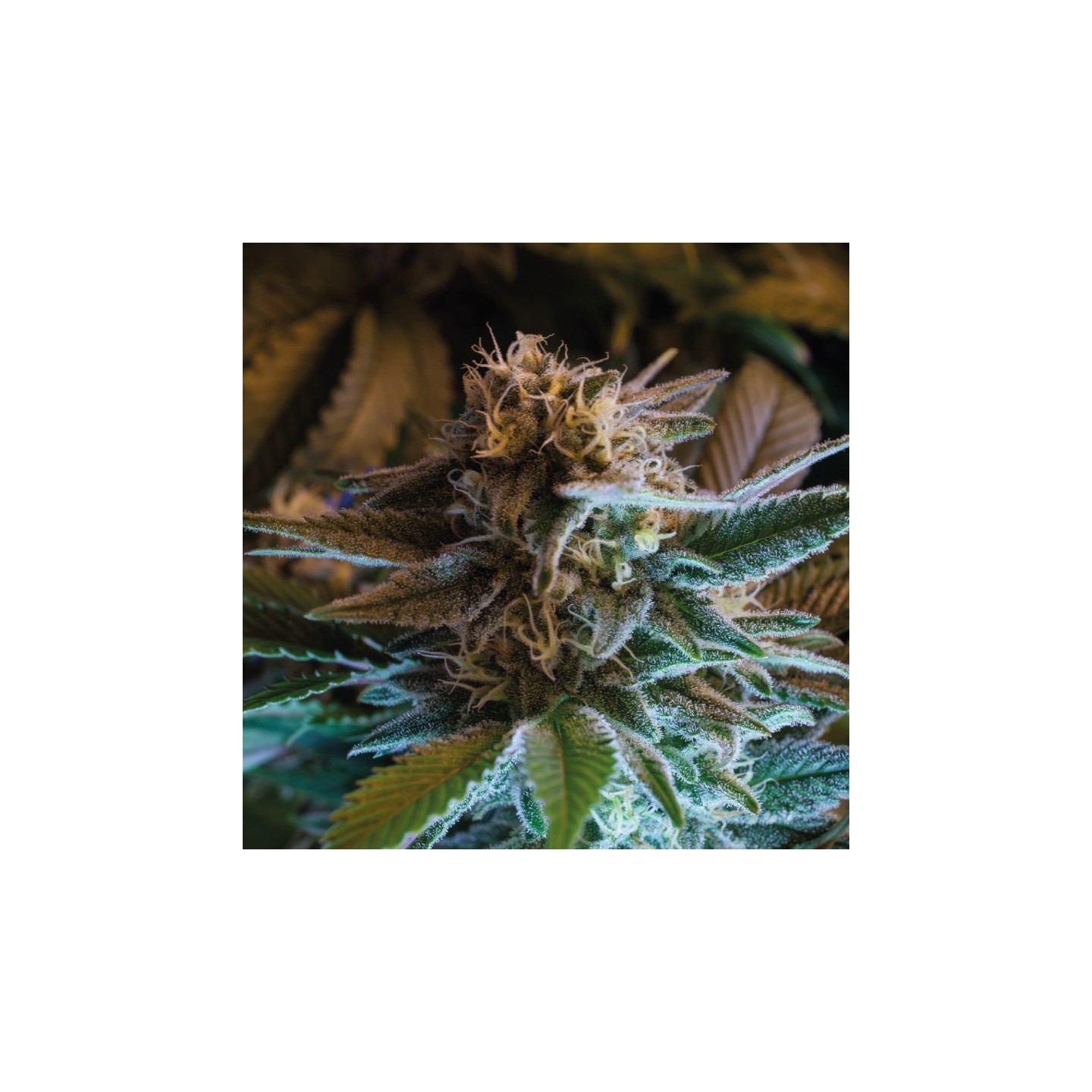 Gorilla Glue Autofloreciente de BSF Seeds