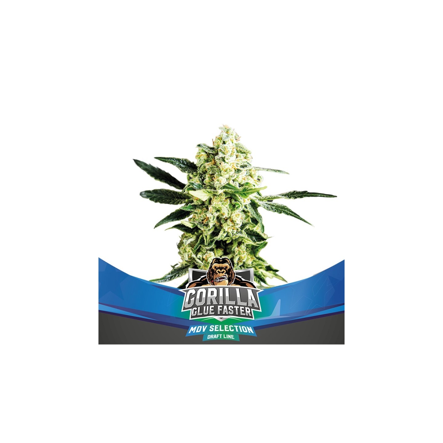 Gorilla Glue Faster Feminizada de BSF Seeds
